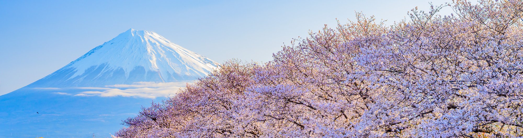 Mt. Fuji and cherry blossoms in spring